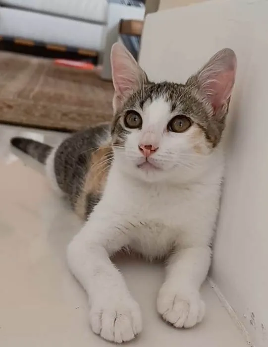 Gato ra a Srd idade 7 a 11 meses nome MEL
