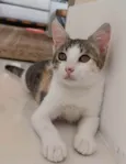 MEL