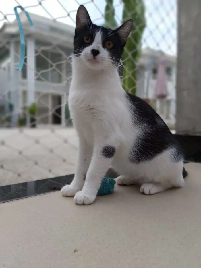 Gato ra a Srd idade 1 ano nome Maggie 