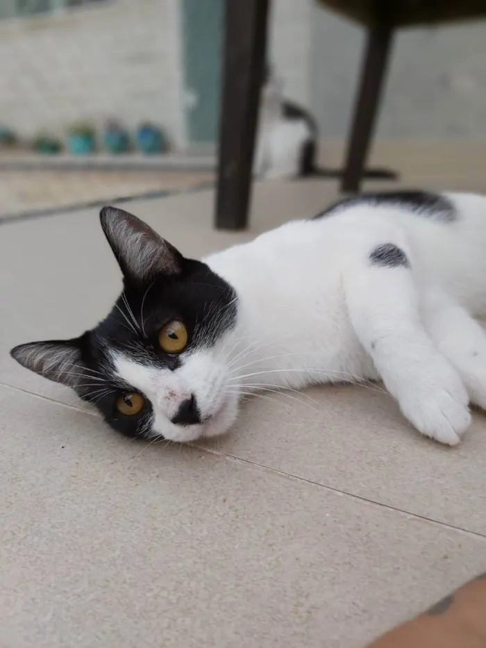 Gato ra a Srd idade 1 ano nome Maggie 