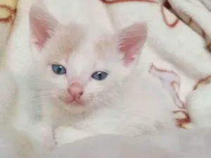 Gato raça Ragamuffin idade Abaixo de 2 meses nome Tobby