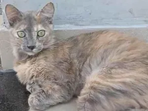 Gato raça Srd idade 7 a 11 meses nome Suzy