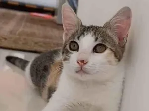 Gato raça Srd idade 7 a 11 meses nome MEL