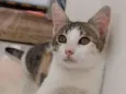 MEL