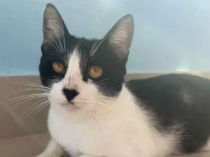 Gato raça Srd idade 1 ano nome Maggie 