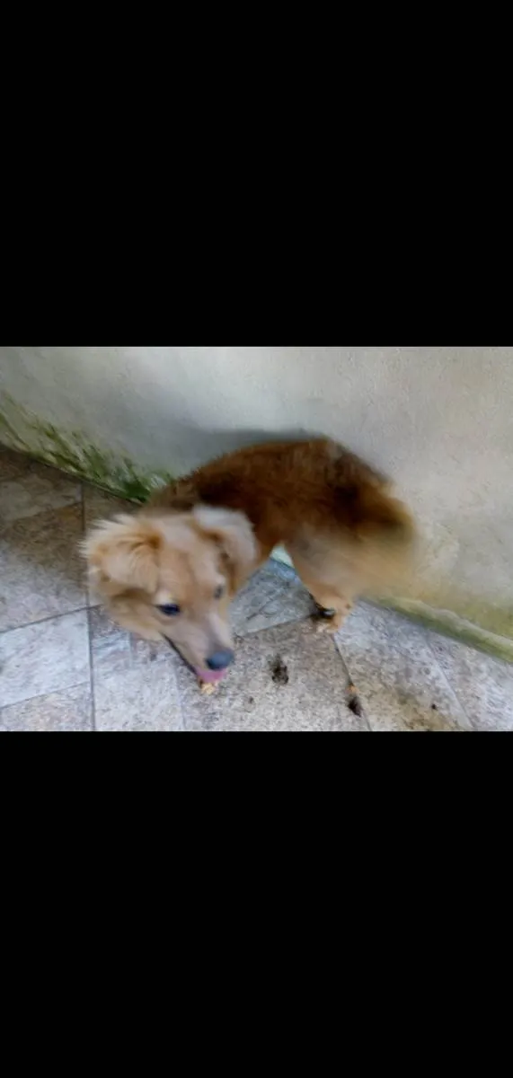 Cachorro ra a Srd idade 4 anos nome Mila