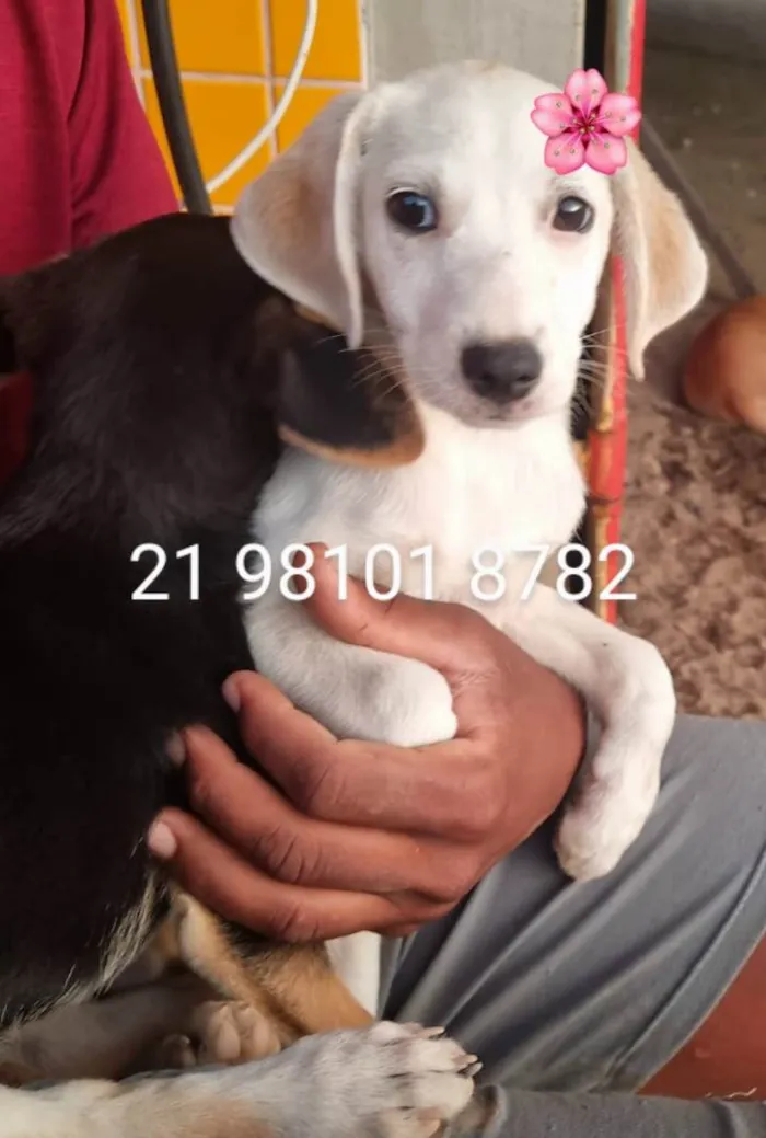 Cachorro ra a Srd idade 2 a 6 meses nome Lucy