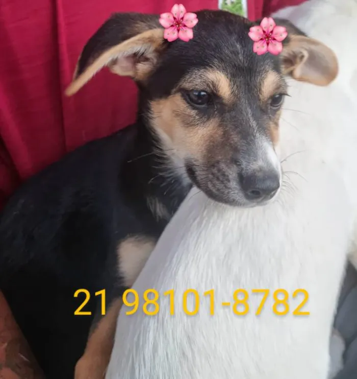 Cachorro ra a Srd idade 2 a 6 meses nome Lucy