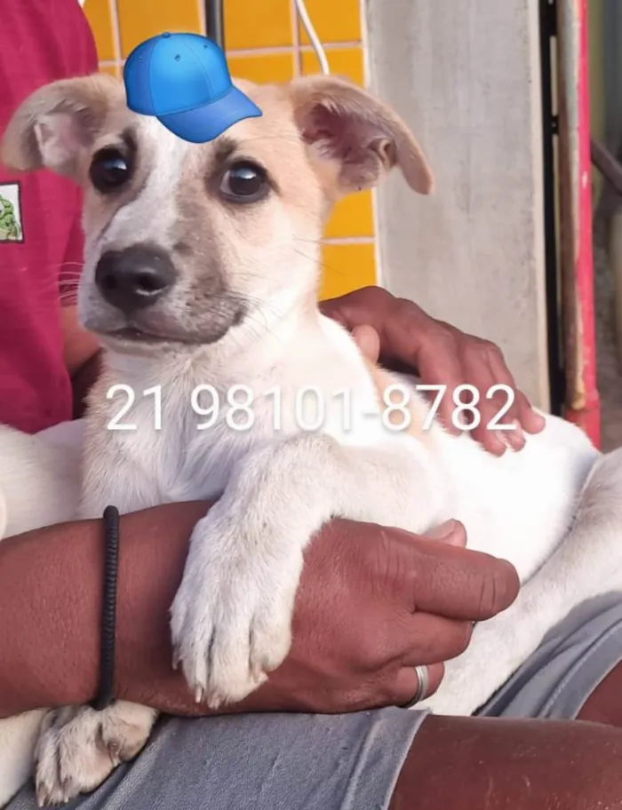 Cachorro ra a Srd idade 2 a 6 meses nome Lucy