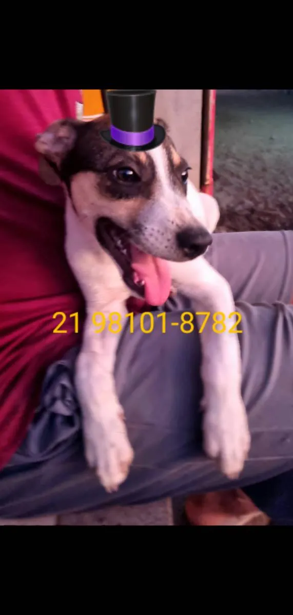 Cachorro ra a Srd idade 2 a 6 meses nome Lucy