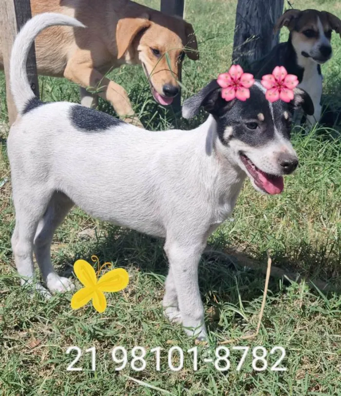 Cachorro ra a Srd idade 2 a 6 meses nome Lucy