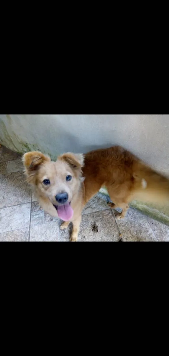Cachorro ra a Srd idade 4 anos nome Mila