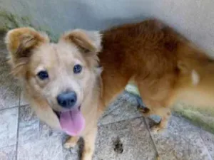 Cachorro raça Srd idade 4 anos nome Mila