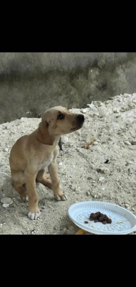 Cachorro ra a Srd idade 2 a 6 meses nome Filhotes 