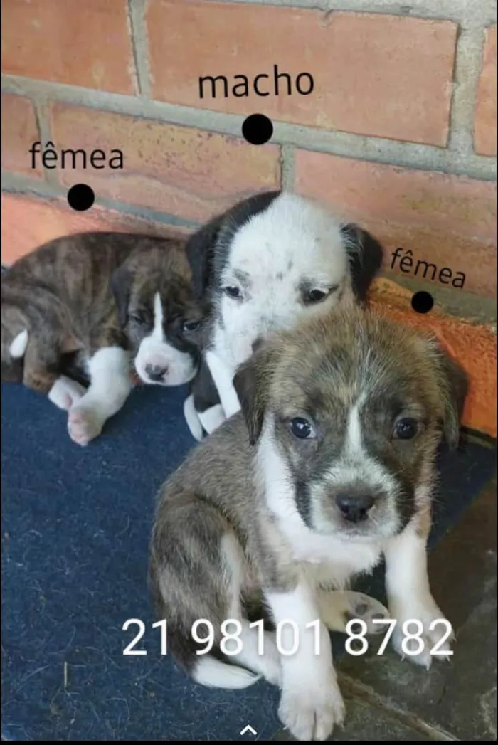 Cachorro ra a Srd idade 2 a 6 meses nome Filhotes 