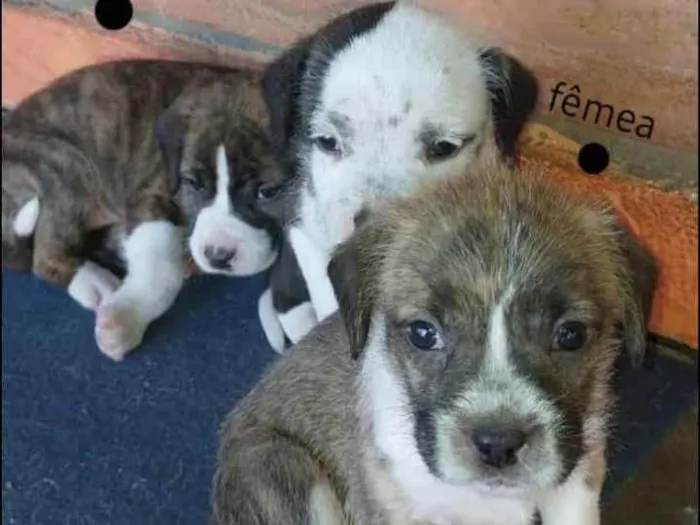 Cachorro ra a Srd idade 2 a 6 meses nome Filhotes 