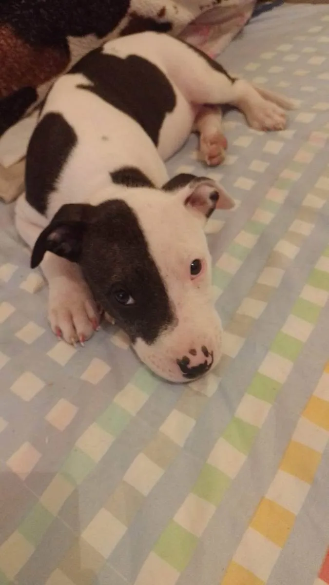 Cachorro ra a Pitbull  idade 2 a 6 meses nome ??LANNA