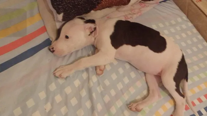 Cachorro ra a Pitbull  idade 2 a 6 meses nome ??LANNA