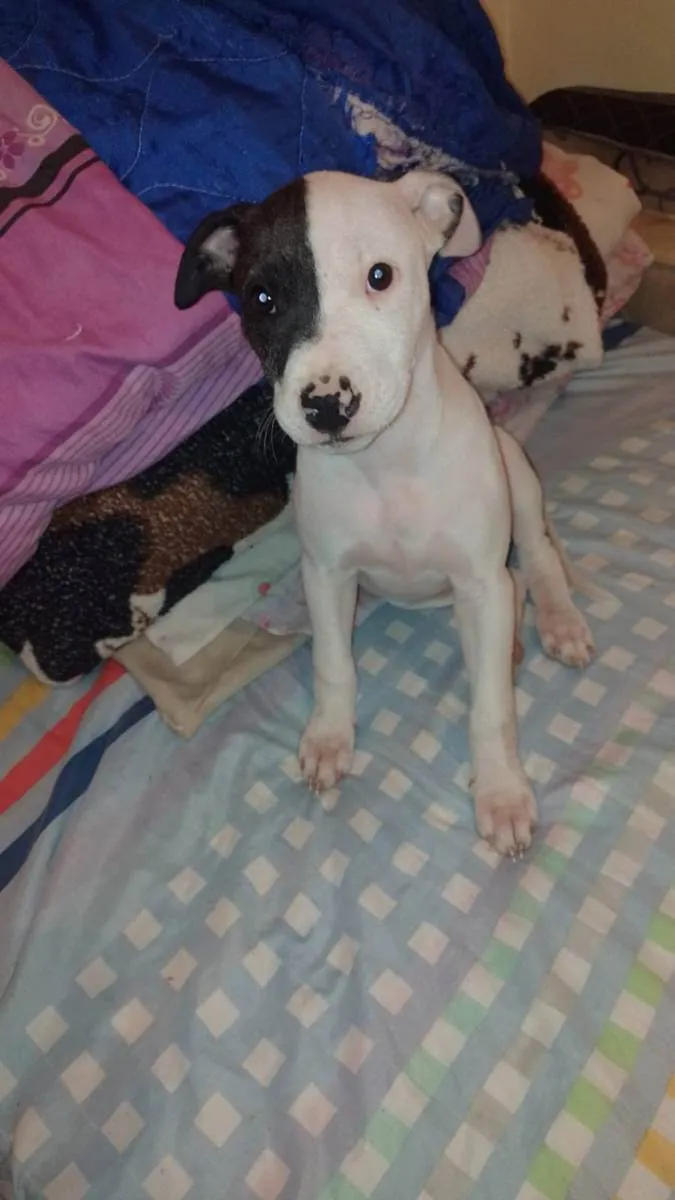 Cachorro ra a Pitbull  idade 2 a 6 meses nome ??LANNA