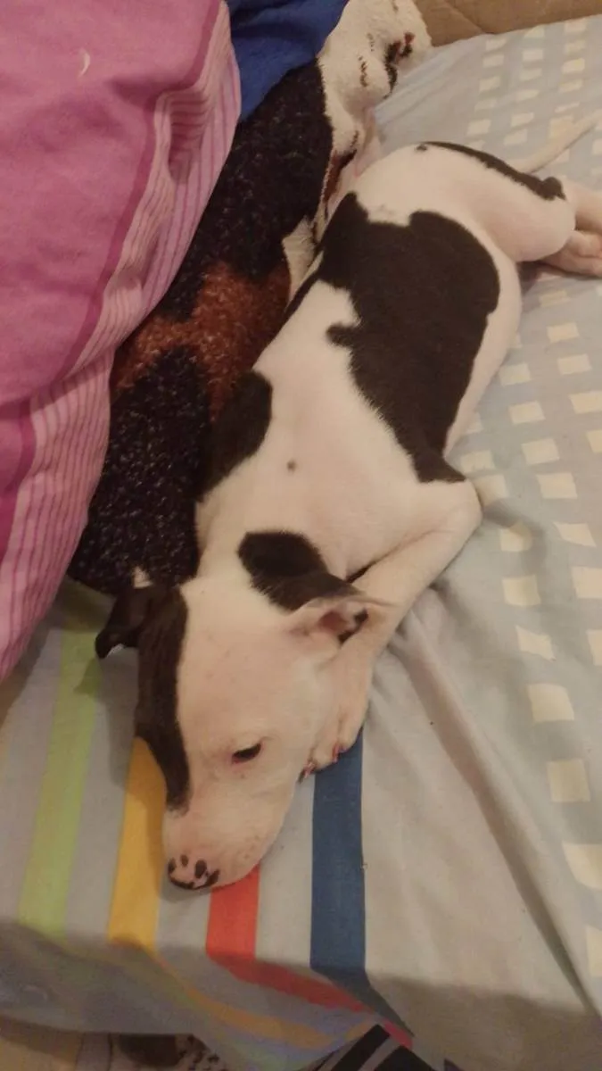 Cachorro ra a Pitbull  idade 2 a 6 meses nome ??LANNA