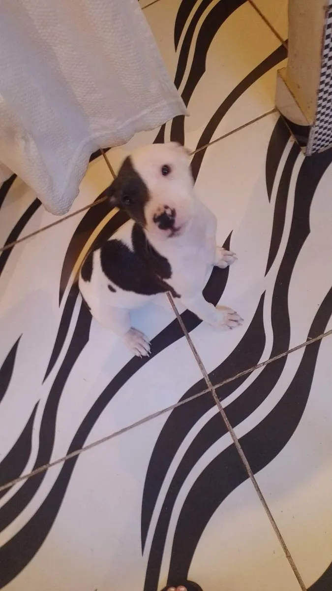 Cachorro ra a Pitbull  idade 2 a 6 meses nome ??LANNA