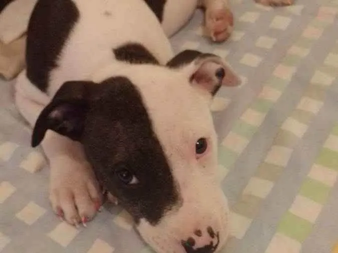 Cachorro ra a Pitbull  idade 2 a 6 meses nome ??LANNA