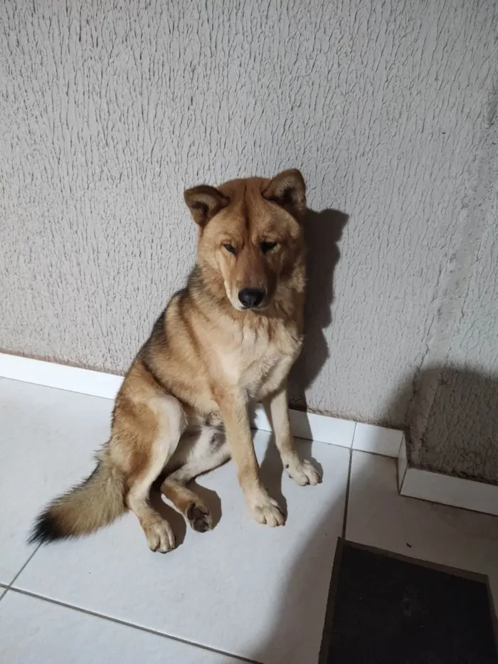 Cachorro raça husky siberiano com chow chow idade 7 a 11 meses nome Leo