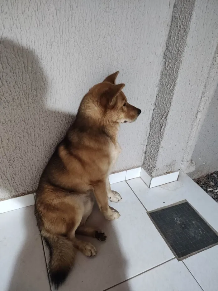 Cachorro raça husky siberiano com chow chow idade 7 a 11 meses nome Leo