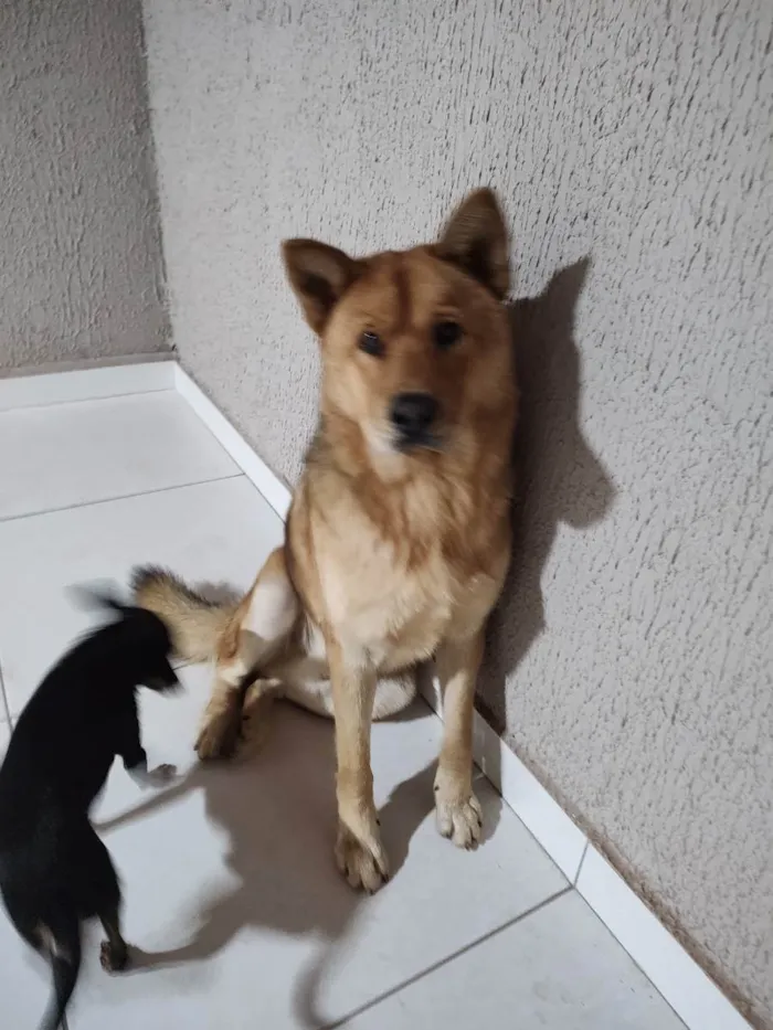 Cachorro raça husky siberiano com chow chow idade 7 a 11 meses nome Leo