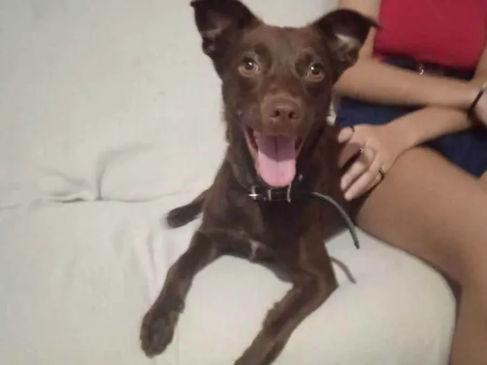 Cachorro raça Mistura de labrador  idade 1 ano nome Akira