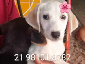 Cachorro raça Srd idade 2 a 6 meses nome Lucy