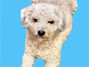 Cachorro raça Poodle  idade 3 anos nome NICKY 