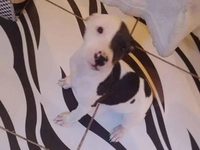 Cachorro ra a Pitbull  idade 2 a 6 meses nome ??LANNA