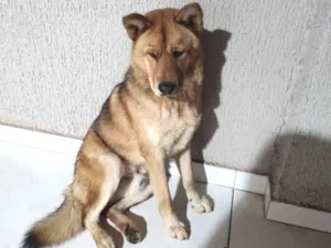 Cachorro raça husky siberiano com chow chow idade 7 a 11 meses nome Leo
