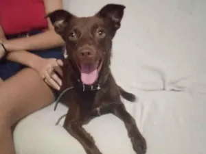 Cachorro raça Mistura de labrador  idade 1 ano nome Akira