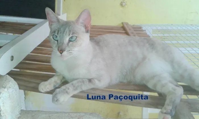 Gato ra a felina SRD idade 2 anos nome Luna e Leela