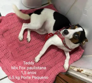 Cachorro raça Srd  idade 1 ano nome Teddy 