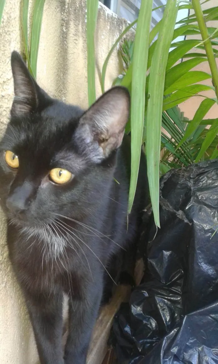 Gato ra a felino SRD idade 2 anos nome Black Blue Cat