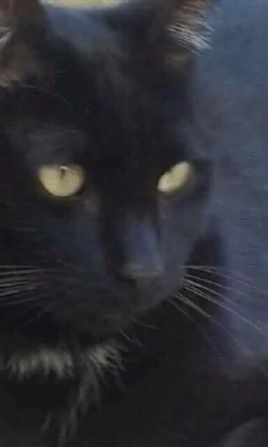Gato ra a felino SRD idade 2 anos nome Black Blue Cat