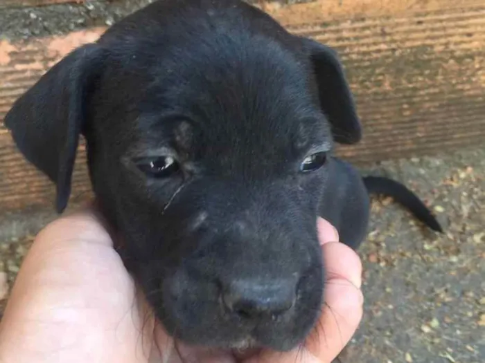 Cachorro ra a Ausência de raça pura idade Abaixo de 2 meses nome Pitty,Robin,  Scotty