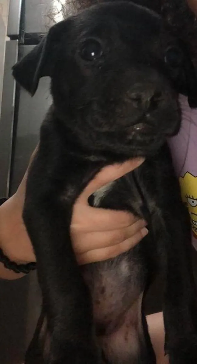 Cachorro ra a Ausência de raça pura idade Abaixo de 2 meses nome Pitty,Robin,  Scotty