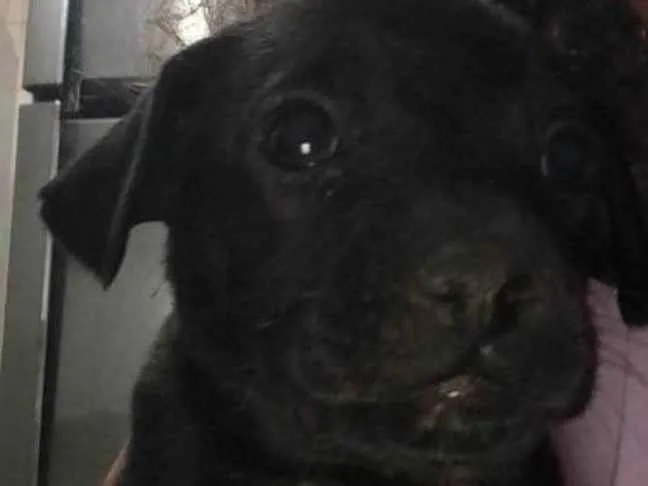 Cachorro ra a Ausência de raça pura idade Abaixo de 2 meses nome Pitty,Robin,  Scotty