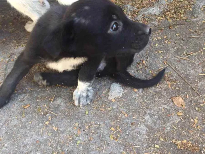 Cachorro ra a Ausência de raça pura idade Abaixo de 2 meses nome Pitty,Robin,  Scotty