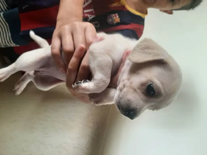 Cachorro ra a Vira-latas  idade Abaixo de 2 meses nome Sem nomes definidos 