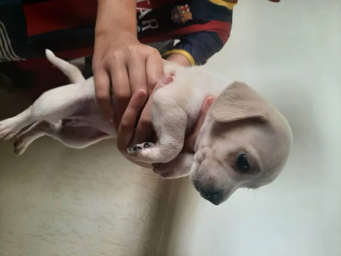 Cachorro ra a Vira-latas  idade Abaixo de 2 meses nome Sem nomes definidos 