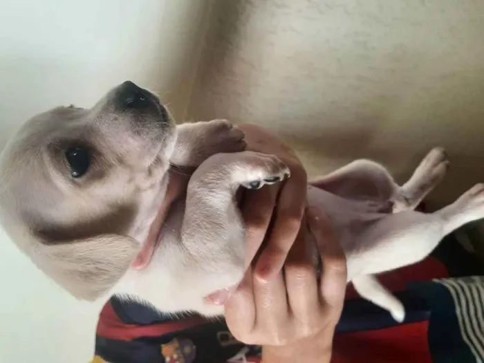 Cachorro ra a Vira-latas  idade Abaixo de 2 meses nome Sem nomes definidos 