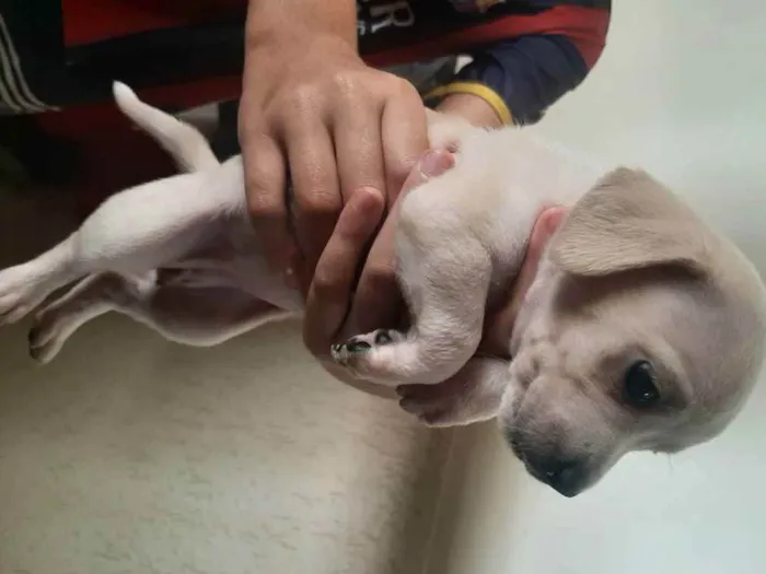 Cachorro ra a Vira-latas  idade Abaixo de 2 meses nome Sem nomes definidos 