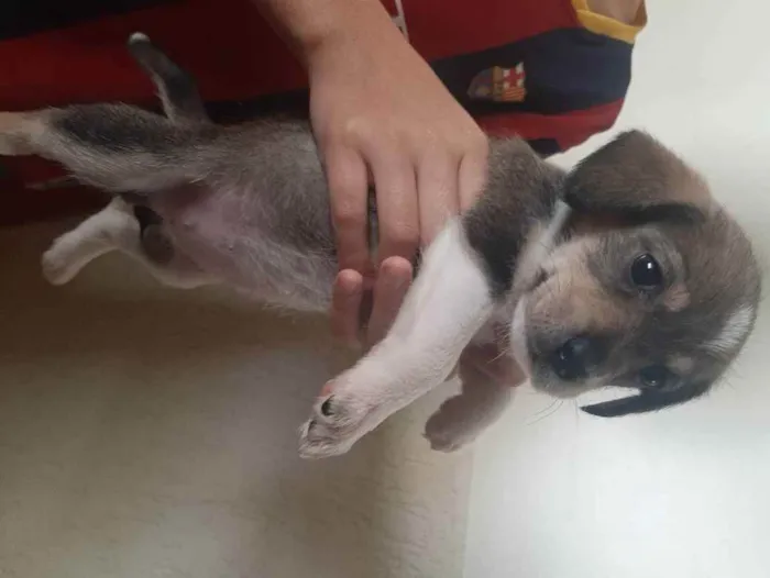 Cachorro ra a Vira-latas  idade Abaixo de 2 meses nome Sem nomes definidos 