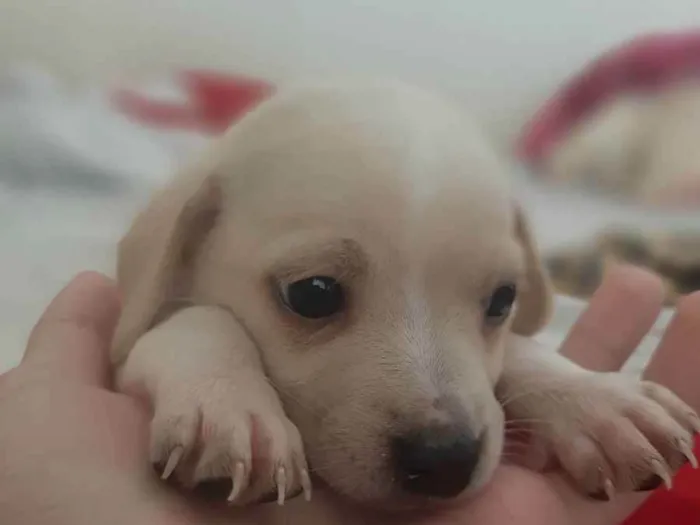 Cachorro ra a Vira-latas  idade Abaixo de 2 meses nome Sem nomes definidos 