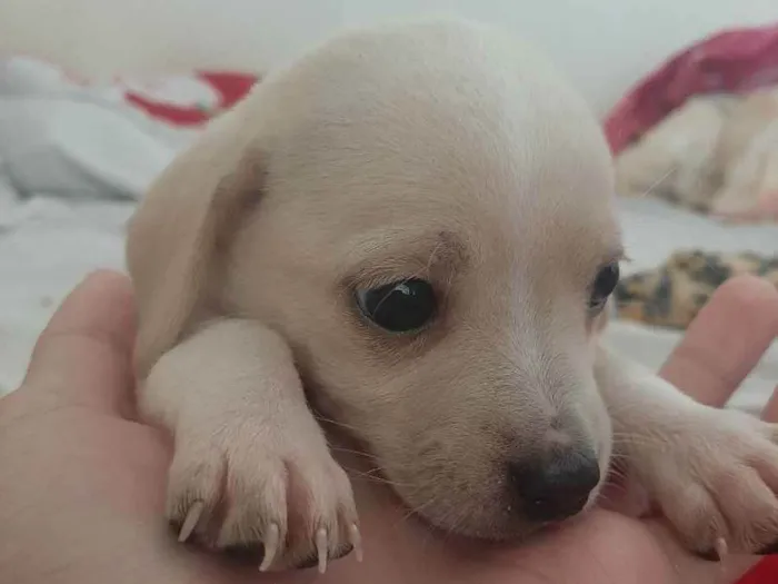 Cachorro ra a Vira-latas  idade Abaixo de 2 meses nome Sem nomes definidos 